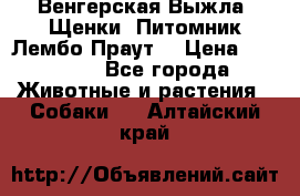 Венгерская Выжла. Щенки. Питомник Лембо Праут. › Цена ­ 35 000 - Все города Животные и растения » Собаки   . Алтайский край